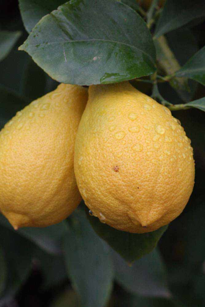              Fruit (Riverside, CA)       